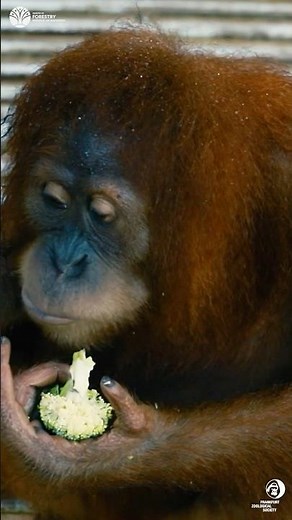 Orangutans Return to the Wild 🦧