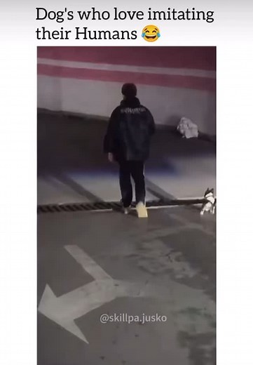 126K reactions · 7.3K shares | Does your dog imitate you?藍藍 #crosbypetcenter | Crosby Pet Center | Facebook