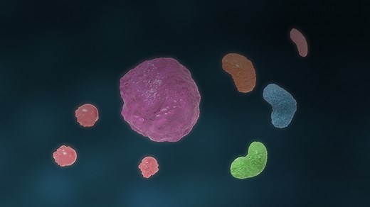 A Novel Therapeutic Approach in Myeloid Malignancies: Targeting the Neddylation Pathway