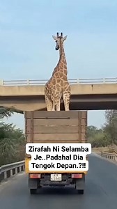 Zirafah Ni Selamba Je.. Padahal Dia Sudah Tengok Depan.?!! #zirafah #giraffe #fbreels #viralreelsシ #Amazing #trendingreels #fblifestyle | RIZSuria TV Official