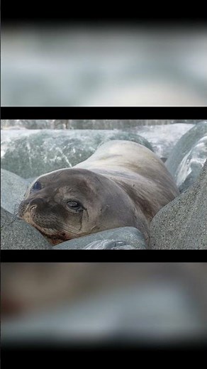 Pingwiny i Lwy Morskie: Antarktyczna Przygoda, co warto wiedzieć!