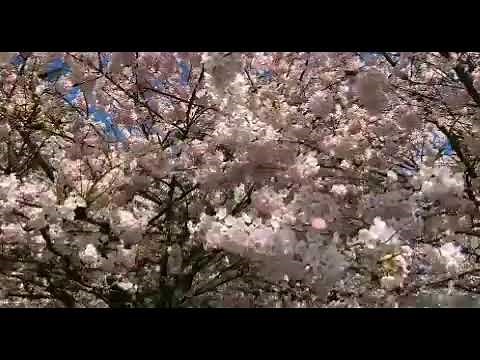 Ετίναξε την ανθισμένη αμυγδαλιά _Αλίκη Καγιαλόγλου