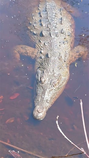 A crocodile belly is never too full for it to eat