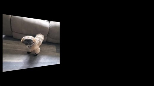 Cooper (@coopershihtzu23)’s videos with Lovable and funny animals - ALOHI STYLE