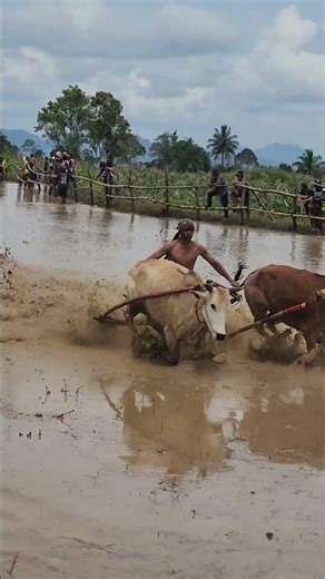 So Exciting! Racing Javanese Horses in Muddy Rice Fields