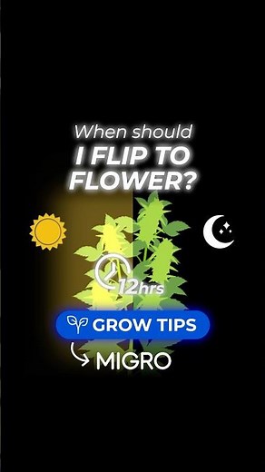 When should I flip my plants to FLOWER? Grow Tips 📚
