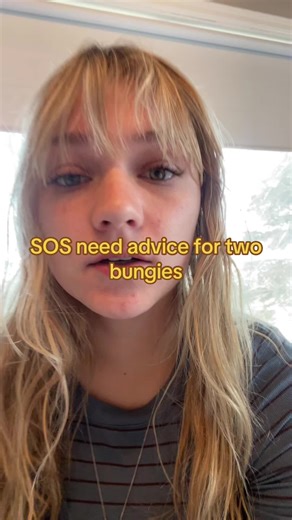 Caring for Parakeets: Expert Advice Needed