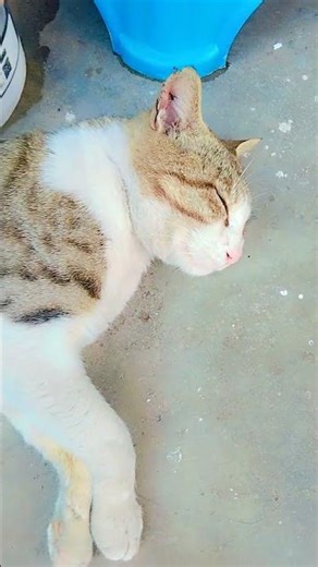 Billu Ji #catvideos #funny #trending #comedy