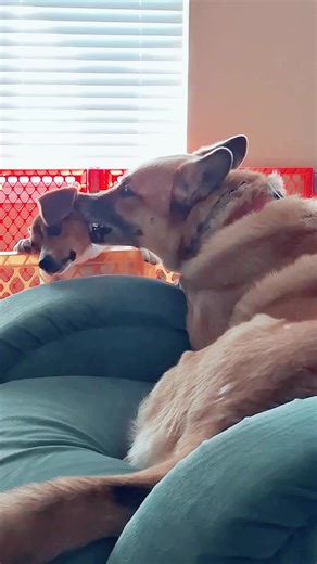 #mixedbreeds #beagles #germanshepherd #beaglepuppy #nom #germanshepherdnom