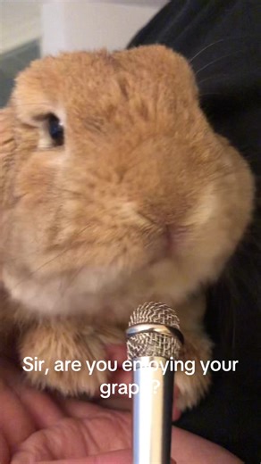Happy Bunny Moments: Enjoying Grapes with Joyful Bunnies