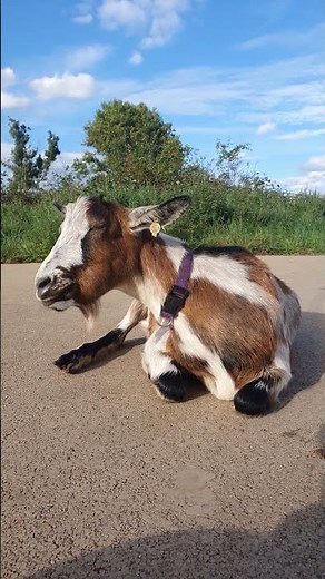 Farm Life peaceful Animals and real sounds: Horse, Buffalo, Goat, Cow, dairy cow, dog...