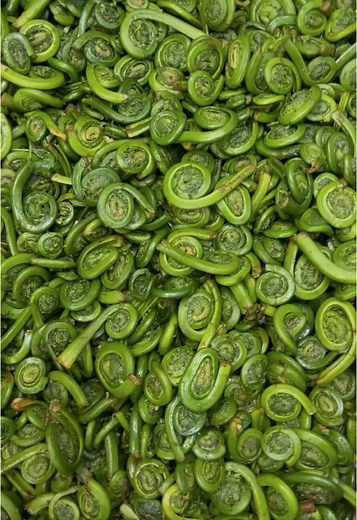 Exploring the Delightful World of Fiddleheads
