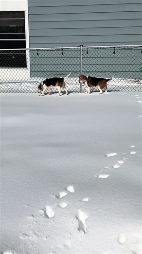 Hilarious Beagle Devours All Snow Storm Snacks