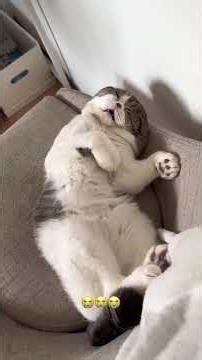 Cats Sleeping… Then THIS Happens 😳🐱