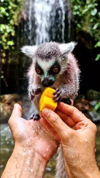 🦝🥭 Adorable Lemur Enjoys a Sweet Mango Treat by the Waterfall! 💧🥰 | Tiny Wild Wonders