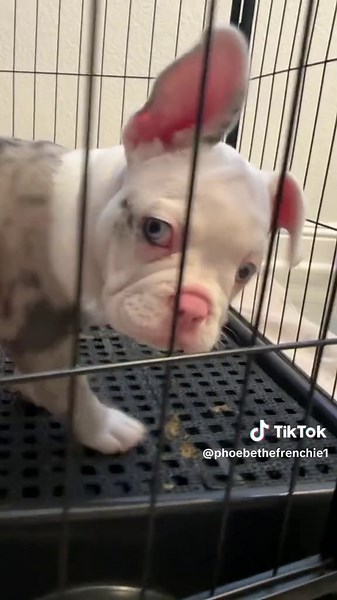 French Bulldog Barking: The Bark Heard Around the World 🌎 🥹