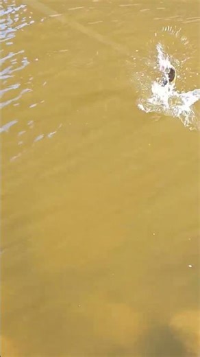 #fishing #fish #bassfishing #carp #fishfight #likeandsubscribe catching a small mouth