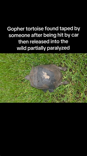 UPDATE on the tortoise found taped and partially paralyzed dragging her back legs in the wild. We were able to knock out the infection and get her gut moving after a severe bout of constipation due to the paralysis. She was touch and go for quite. a while but we are happy to announce she will live out her life in a outdoor enclosure to fit her needs allowing her to feel the sun and enjoy life at her own pace while educating the public. The facility will be making their own announcements, so we'r