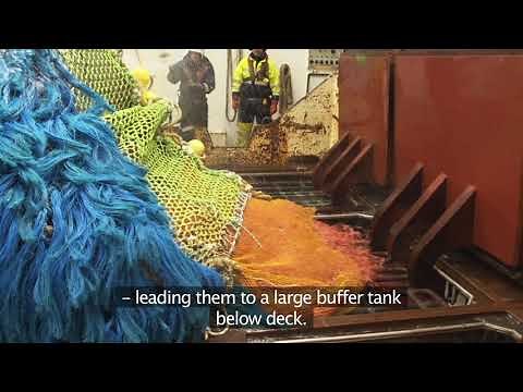 Cold-water prawn (offshore) by Royal Greenland - fishery and processing