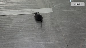 Watch remote control mouse on Amazon Live