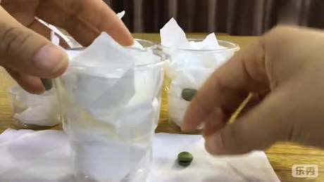 观察蚕豆种子发芽实验