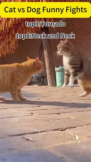 Cat vs Dog Funny Fights