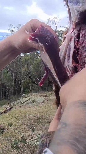 Catch and cook deer meat #catching #theeliteonlinehunters #meatlovers #hunting #hunt #deer