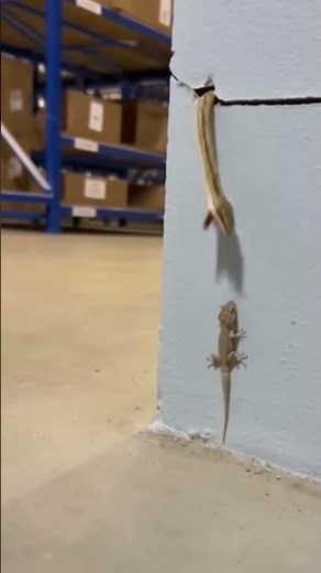 Snake vs Gecko: Shocking CCTV Moment Inside Warehouse 🐍🦎 | Real Footage