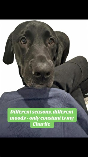 My Whole World in Black Fur Charlie: proof that my dog is my whole world 🖤 From morning vibes to car rides, this black Lab’s love fills every corner of my life. Who’s your furry world? 💕🐾 One look at Charlie and you know—he’s my whole world. His innocent playfulness, protective stares, and endless cuddles turn ordinary days into magic. Black Labs like him remind us what true love feels like. Grateful every single day. #MyDogMyWorld #CharlieTheHeart #BlackLabBond #DogIsMyEverything #LabLoveFor