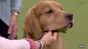 3.6M views · 67K reactions |  GOOD BOY ALERT  Daniel the Golden Retriever is a crowd favorite in the Sporting Group at the Westminster Kennel Club Dog Show. | FOX Sports | Facebook