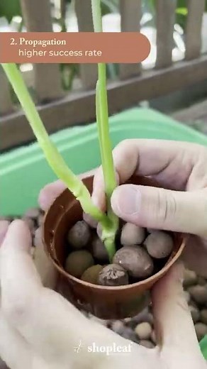 3 Ways to Use LECA (Lightweight Expanded Clay Aggregate)