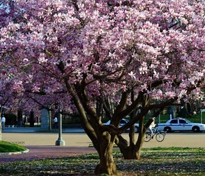Two Saucer Magnolia Soulangeana, 6-12" 2.5" Pot, Flowering Shrub/tree - Etsy