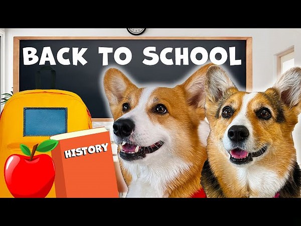 499 DOGS GO BACK TO SCHOOL Hammy & Olivia Compilation