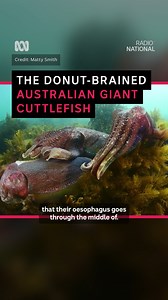 190K views · 6.5K reactions | Where's your head at? 易 Like this video to support Team Australian Giant Cuttlefish! Votes on this video close on 2 August 10am AEST. Missed the window for your like to count? Vote for Australia’s Most Underrated Animal here: abc.net.au/scienceweek #Cuttlefish #Underrated #Animals #ScienceWeek | ABC Science | Facebook