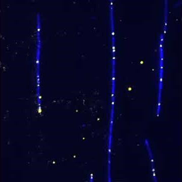 Molecular motor proteins walking