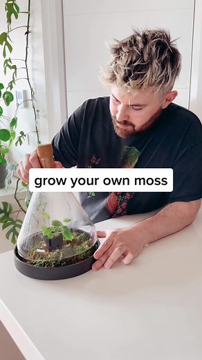 DIY: How to Grow Your Own Moss with Spictum Moss!