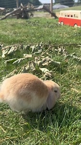 21K views · 509 reactions | Seven baby rabbits have recently been born at Jimmy's Farm and Wildlife Park!  They’re settling in well and already melting hearts with their tiny hops and fluffy cuddles. #BabyBunnies #NewArrivals #BunnyLove | Jimmy's Farm & Wildlife Park | Facebook