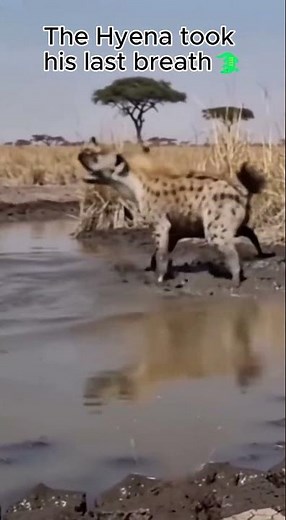 Tiny Antelope Outsmarts Hyena… Then the Croc Strikes!