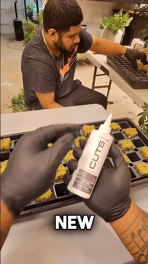 Athena Cuts for Clones made easy Propagation #garden #farming #420 #gardeningtips #texasfarmer