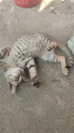 I Met The Most Drama-Queen Stray Cat Ever 😂Cmnt & Share if this drama queen stole your heart! #cat