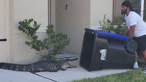 WATCH: Man captures alligator outside Florida home using only a trash can