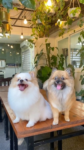 Pomeranian Haircut: Excess Cut FURSCLASS PET GROOMING - BACOLOD ⏰ We are Open Daily (9:00 AM - 6:00 PM) 📍Visit us at #58 Rizal Street, Brgy. 26, Bacolod City, Negros Occidental, 6100 Contact Us: ☎️ 435-9454 📱0977 731 2657 📱0969 021 3382 💵 We accept payment thru CASH, GCASH, BANK TRANSFER, DEBIT CARD and CREDIT CARD #fursclassco #fursclasspetgroomingbcd #fursclassbcd #petgrooming | Fursclass Pet Grooming & Supplies Bacolod