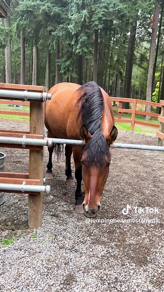 Mustangs in Morning Training Queue with Positive Reinforcement | TikTok