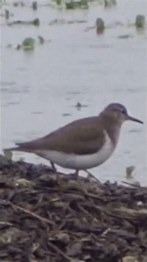 Common Sandpiper in Constant Motion