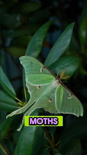 Why Do Luna Moths Live Only One Week? 🌙🦋 #lunamoth #naturefacts #upnorth