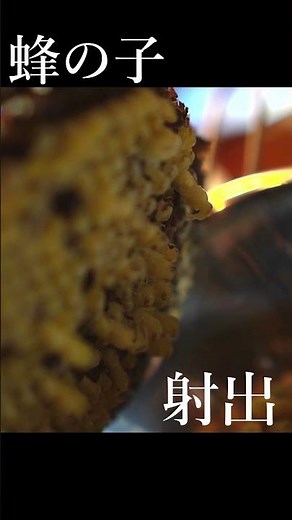 蜂の子が巣からボトボト落ちる瞬間【Wasp Larvae Pour Out】