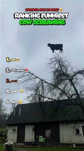 RANKING FUNNIEST COW SCREAMING