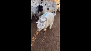Amusing moment sheep bleats loudly in farm pen