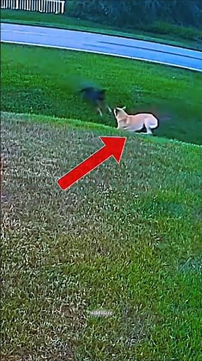 Hero Dog! German Shepherd Protects His Boy from Danger 🐾❤️ #germanshepherd #dog