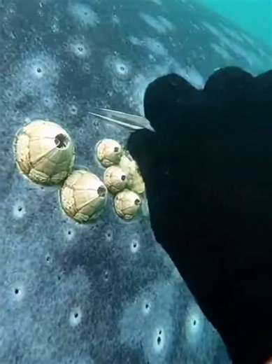 Dense whale barnacles… one slow twist-off (no scraping) 🐋 #w#whaleb#barnacleu#underwaterg#goproa#asmr (17)